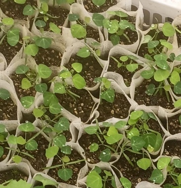 [批发]江西道地药材土木香种苗价格1.00元/棵 - 一亩田