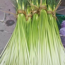 邳州白帽蒜苔大量上市了质优价廉上货快价格合适