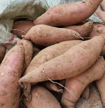 板栗香薯,济薯26,北方沙土地种植,软糯蜜甜,条形优美