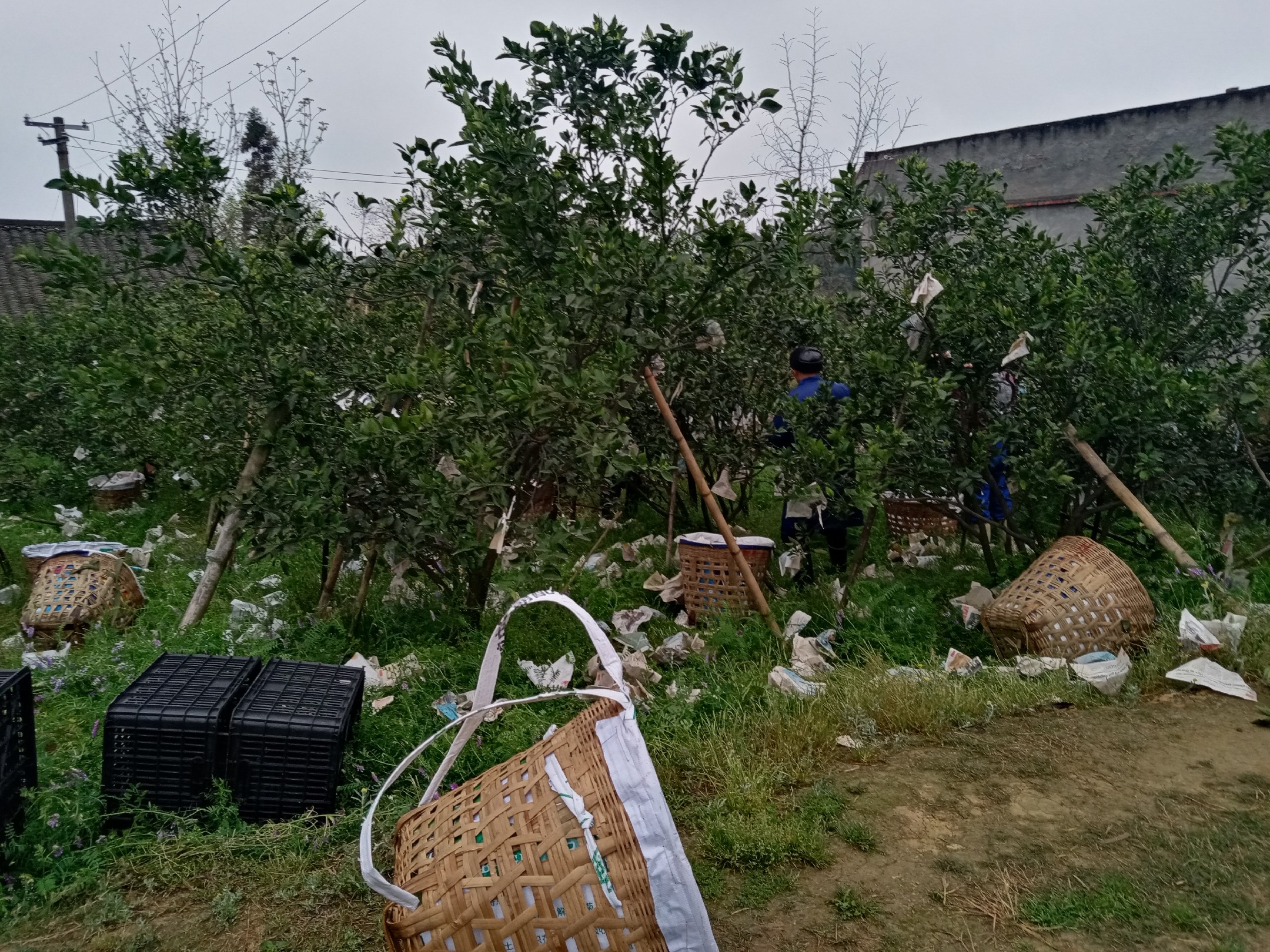 不知火柑桔在果园中被采摘的场景