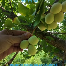 白果白果干果可食用白果种子批零皆免费发物流
