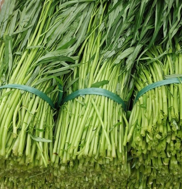 [空心菜批发]正宗博白通心菜火热上市价格2.80元/斤 - 一亩田