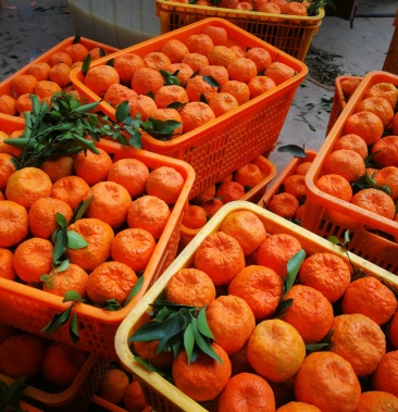 高品质高山晚芦,个人均匀,颜色红亮,脆甜化渣