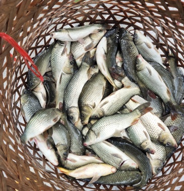 鱼苗乡散户自养稻香鱼的