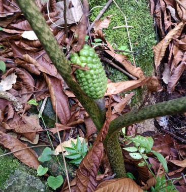 正宗野生雪里见,量大从优,欢迎合作