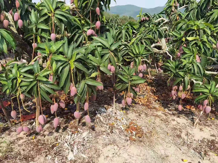 热带果园中,金黄色的芒果悬挂在树上,地面附近摆放着带刺外壳的成熟凤梨,阳光透过树叶洒落,呈现自然生态下的水果生长环境 果园中成熟的芒果与凤梨生长场景