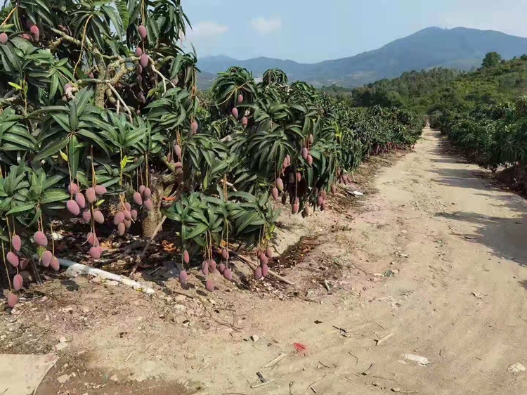 贵妃芒果园全景