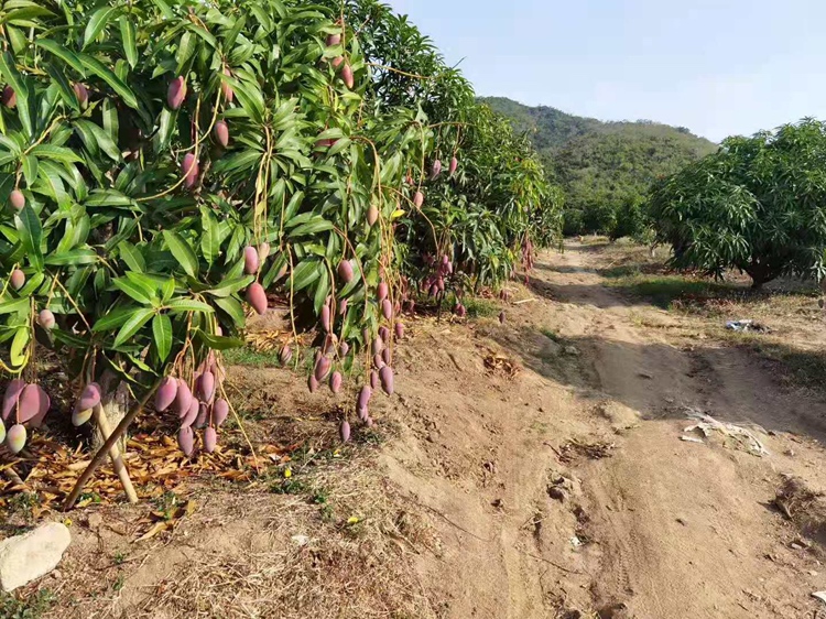热带果园中成熟的山竹挂满枝头 山竹果园成熟果实特写