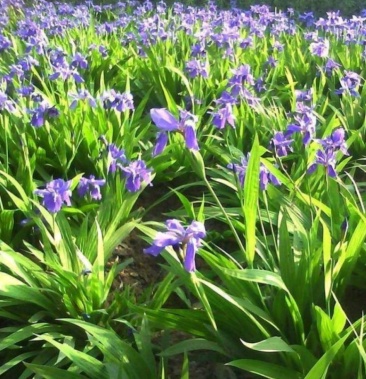 [蓝花鸢尾批发]鸢尾 德国品种 蓝花鸢尾 自种直销 没有中间商赚价格0.
