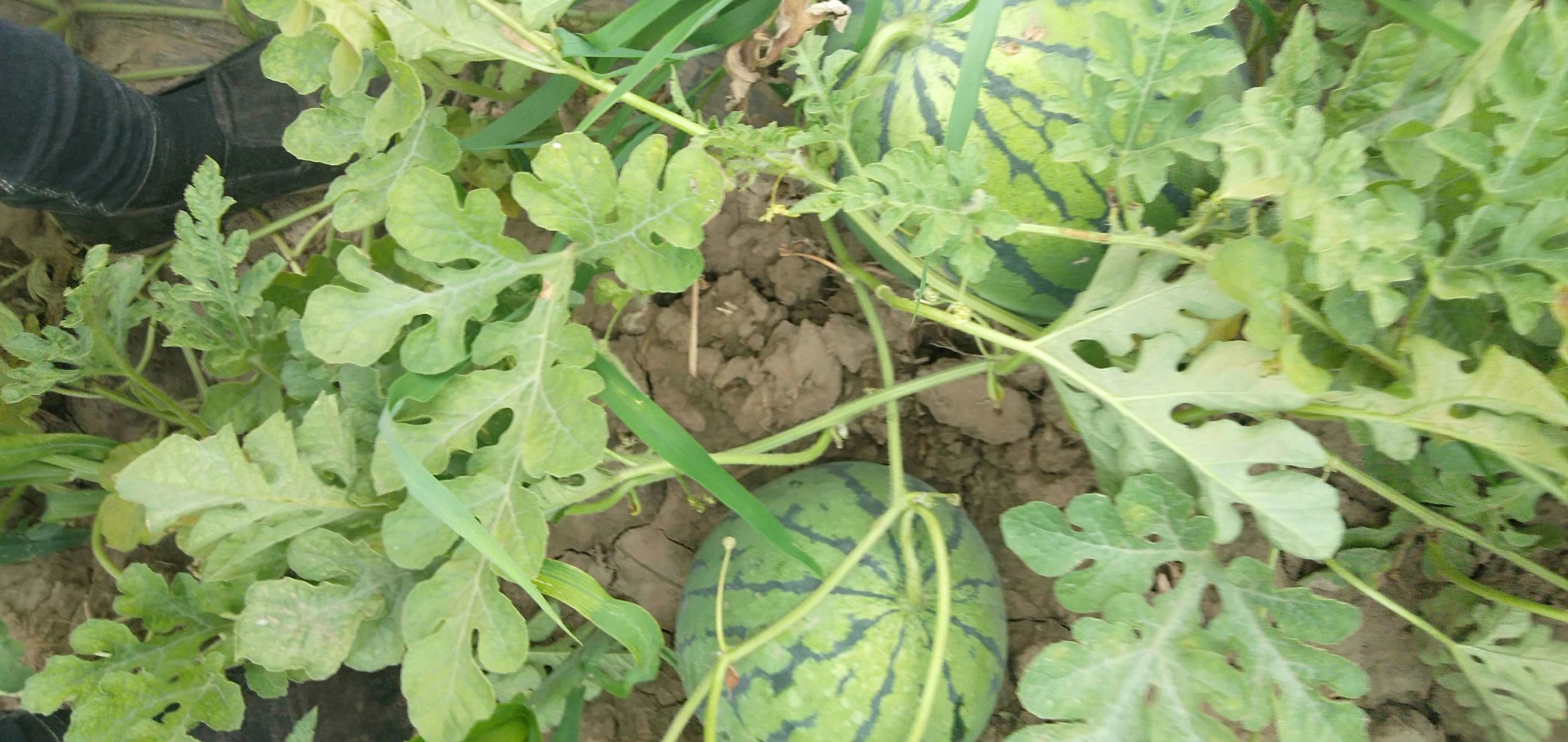 京欣西瓜田间生长场景