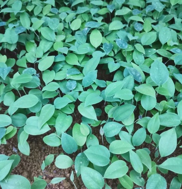 糥白肉土茯苓小苗裸根苗快递发货