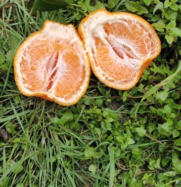 好货好货,蒲江耙耙柑