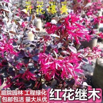红花继木苗庭院园林四季常青绿化苗木红花继木树