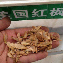 美国红枫种子提供技术芽率95可货到付款包邮