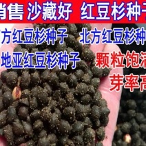 红豆杉种子芽率95赠送催芽药剂可货到付款包邮