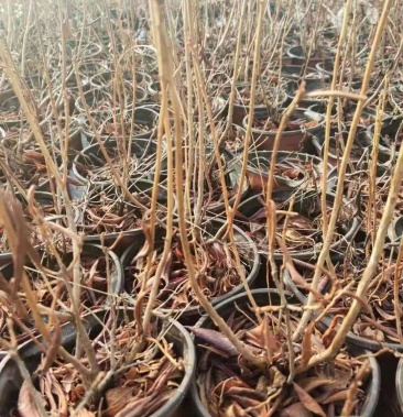 映山红杜鹃杜鹃花映山红苗批发