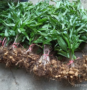 鸡头黄精苗基地现发新鲜壮苗鸡头黄精黄精苗选货黄精青苗