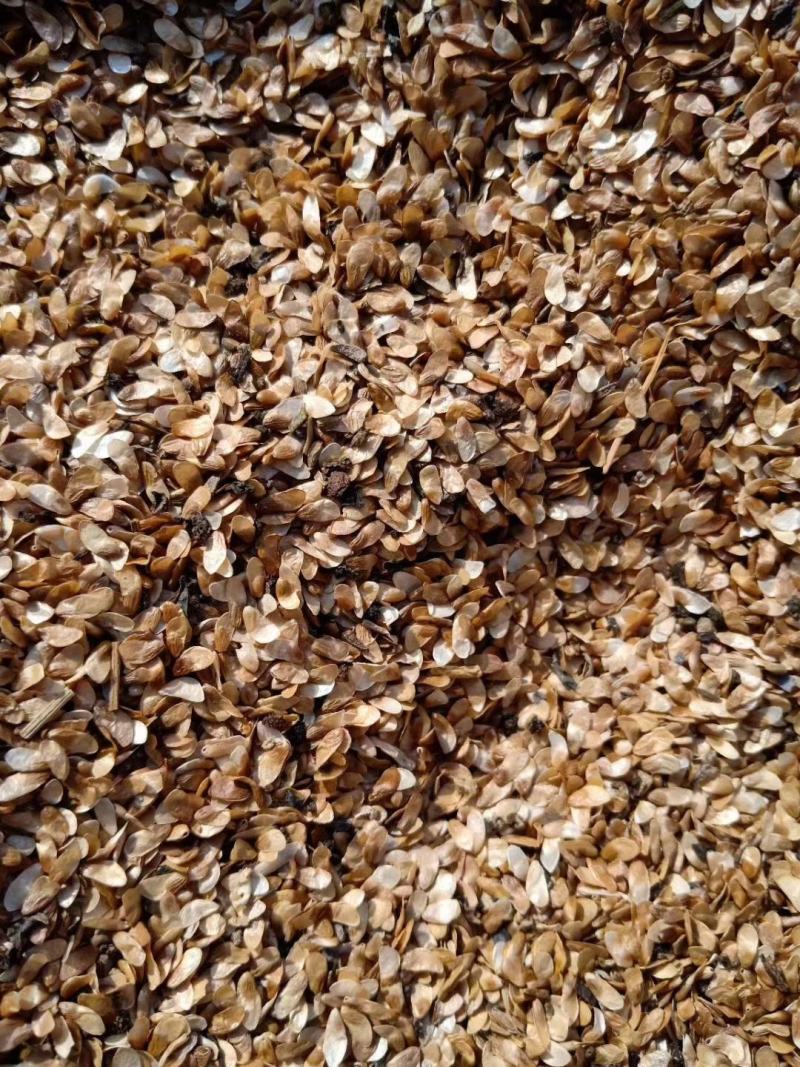 东北辽宁丹东北沙参山地瓜四叶参种子