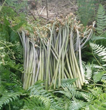 蕨菜贵州野生蕨菜