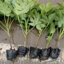 八角金盘南天竹栀子花苗圃大量出售大小规格均有