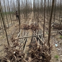 精品苦楝，自家苗圃，诚信经营，种植面积大，上货速度快，