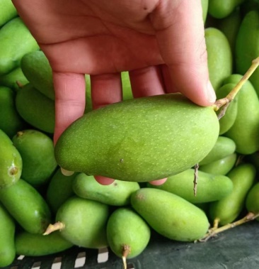 都有货 芒果 三年芒(生芒果)酸芒果 酸辣口味 大量上市