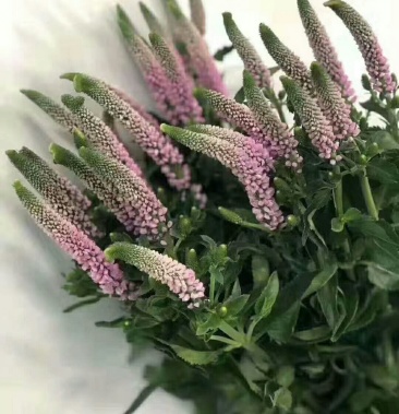 鼠尾草鲜切花批发花店高端花材配花配草云南斗南基地直发