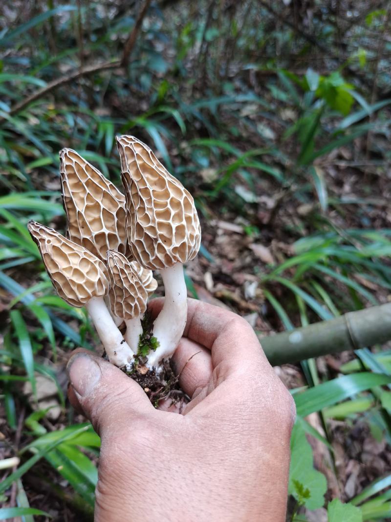 羊肚菌野生羊肚菌只有一斤左右