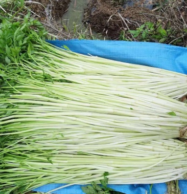 [水芹批发]水芹菜批发包邮野水芹 水芹产地直发 量大从优 全国发货