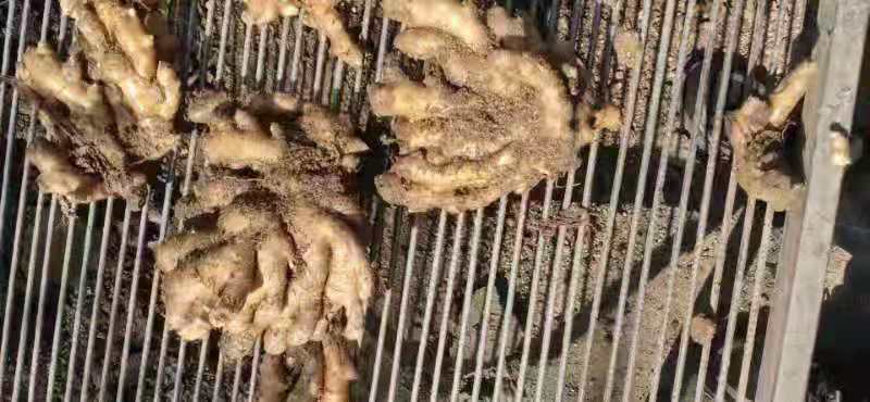 鲜姜与干姜对比图