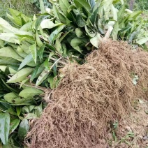布福娜种苗黑老虎种苗
