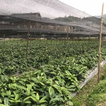 布福娜种苗黑老虎种苗