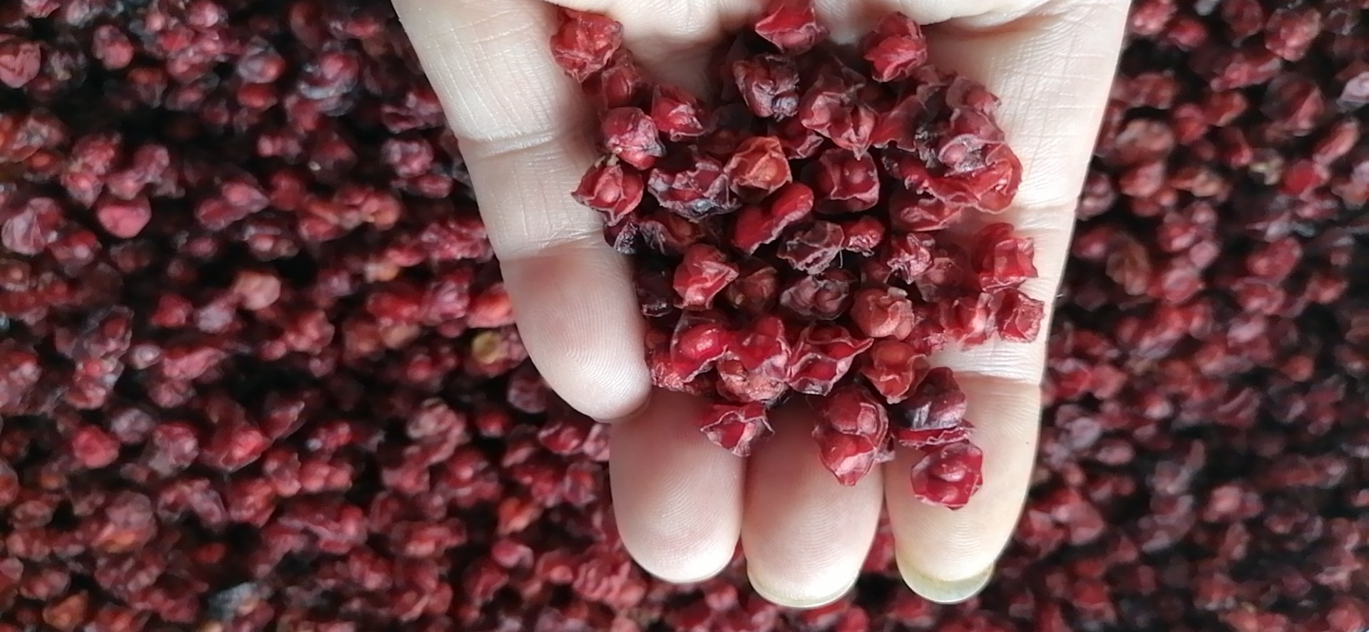 北五味子成分结构示意图