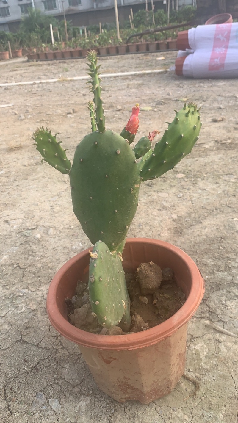 可食用仙人掌胭脂仙人掌无刺红花宝剑仙人掌