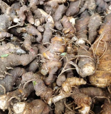 七叶一枝花 野生重楼 广西野生药材 鲜货