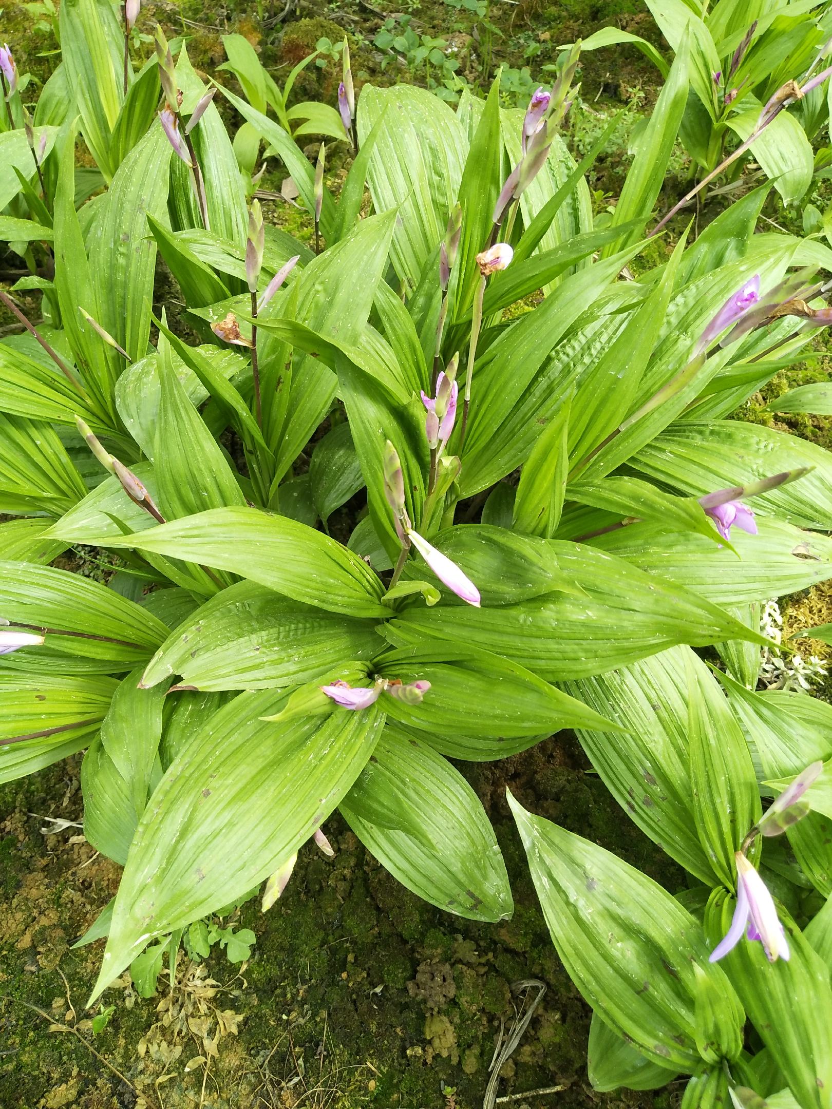 [白芨种苗批发]重庆涪陵区白芨种苗 2.00元/棵白芨苗，药材种 _ 一亩田