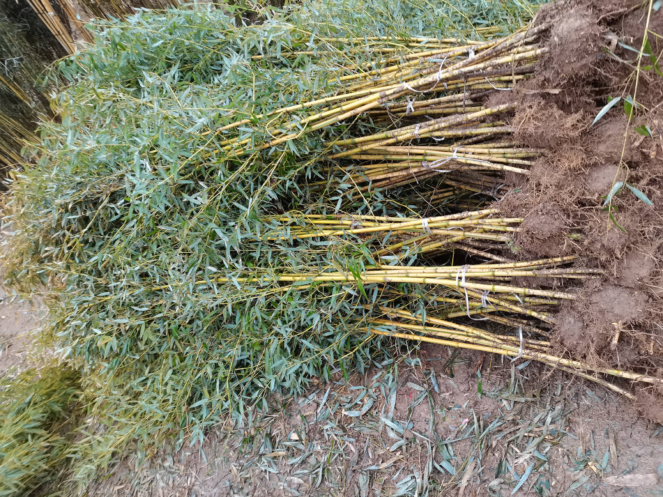 佛肚竹植株整体形态特写