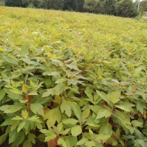 泡桐树泡桐小苗大量供应
