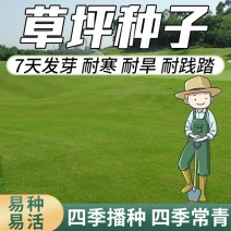 高羊茅草种草坪种子耐寒耐旱耐践踏高羊茅种子