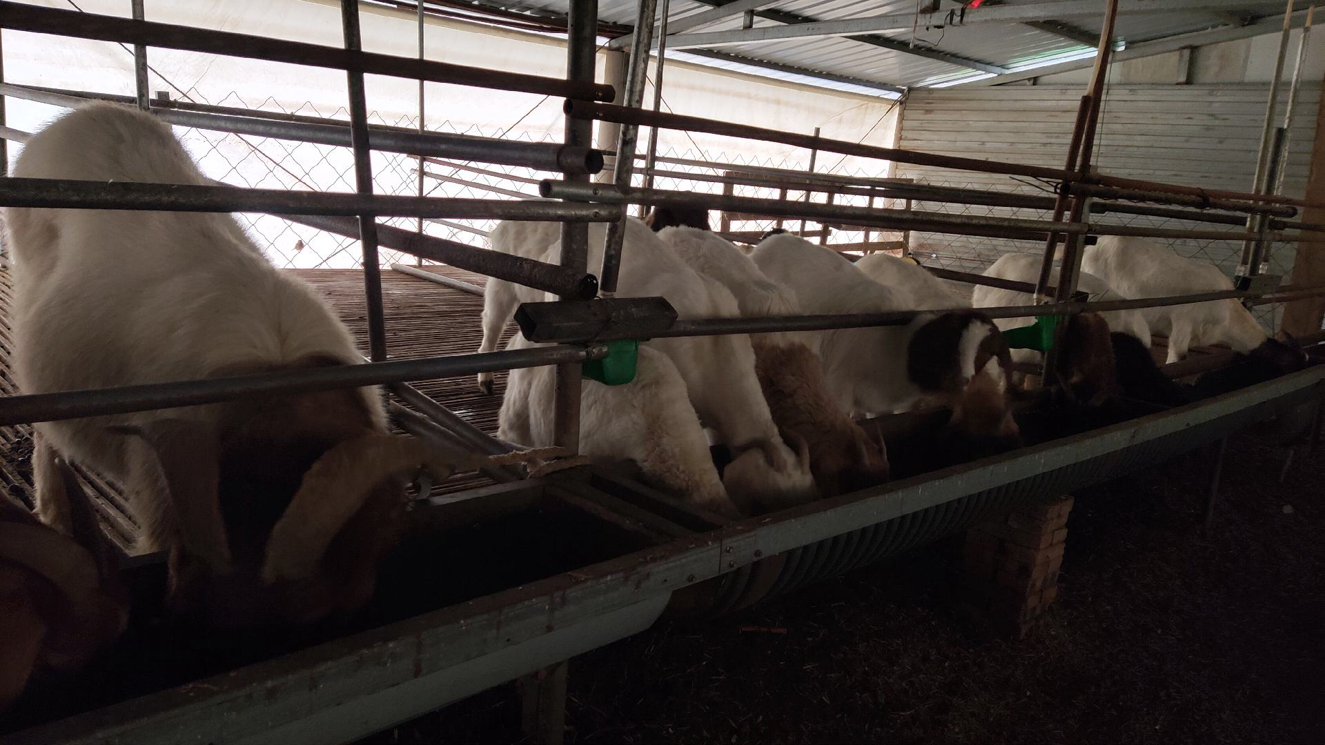 一名技术人员正在为约10日龄的波尔山羊羔羊投放颗粒状开食料,羔羊围在料槽旁尝试采食,背景为清洁的栏舍和母羊,体现早期补饲技术应用 波尔山羊羔羊早期补饲与护理场景