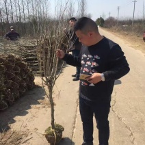 精选木槿独杆木槿2公分3公分，4公分木槿产地价格