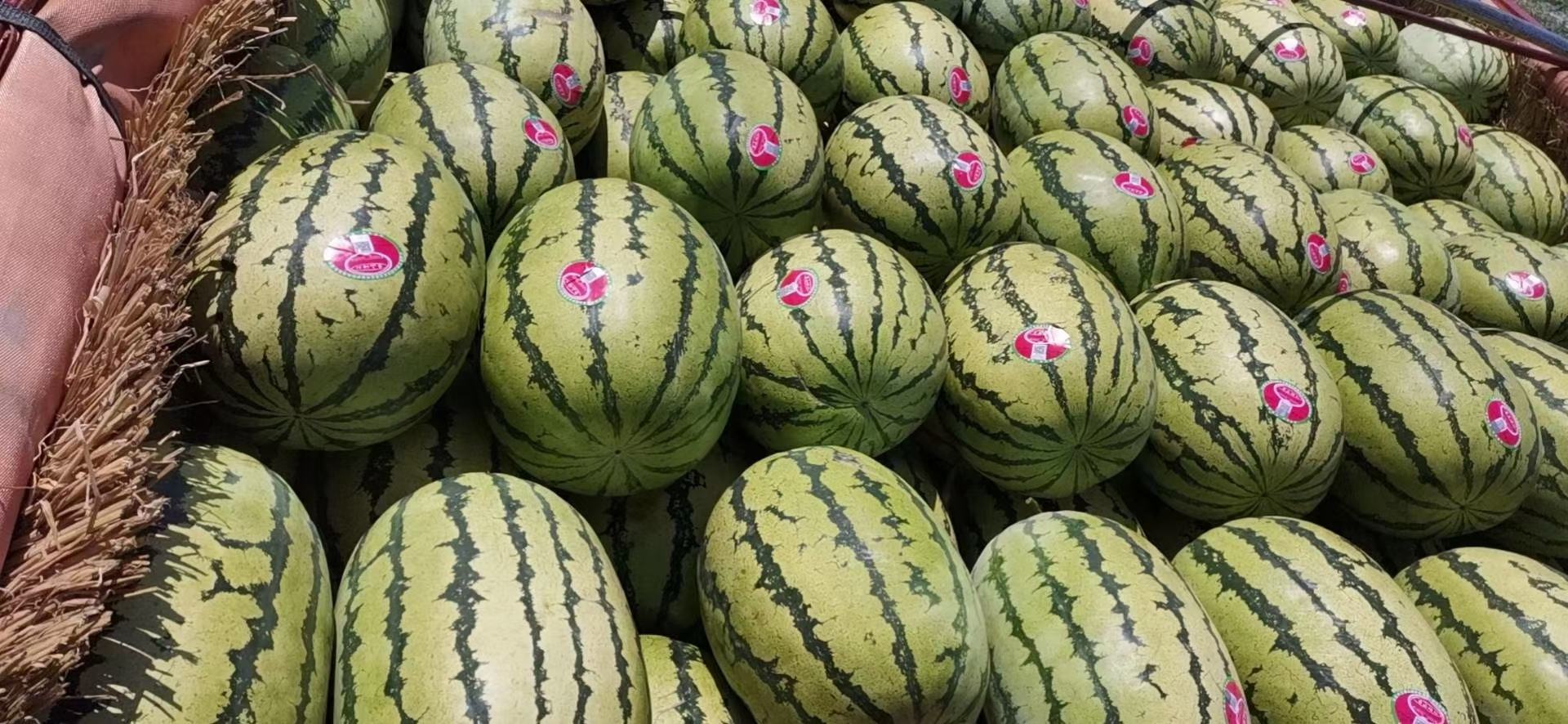 [硒砂瓜批发]宁夏硒砂瓜 石头缝里的硒砂瓜价格1000.00元/吨 - 一亩田