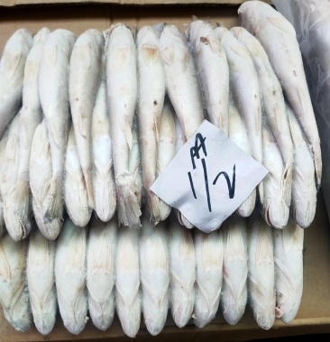 白姑 白姑鱼 冻白姑 巴基斯坦白姑 电商 档口 餐厅