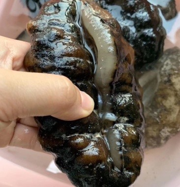 [淡干海参批发]4头马达加斯加猪婆参880元,足干厚肉,黑猪婆,纯淡干