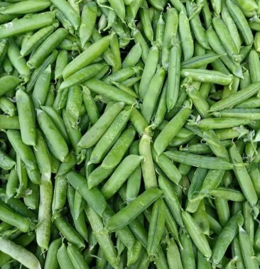 豌豆荚本地主产品精品碗豆马上上市欢迎新老客户