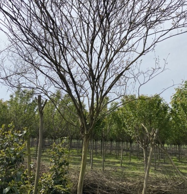 正宗川红12公分大红紫薇