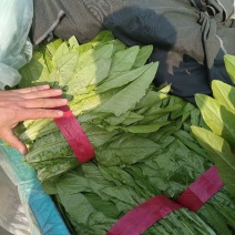 精品油麦菜，超市直供，货源充足，发往全国各大市场