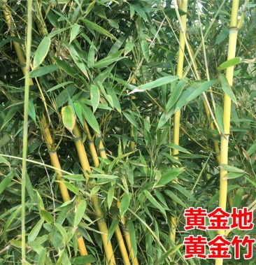 金镶玉竹黄金间碧玉竹黄金竹可盆栽的彩色竹子庭院绿化