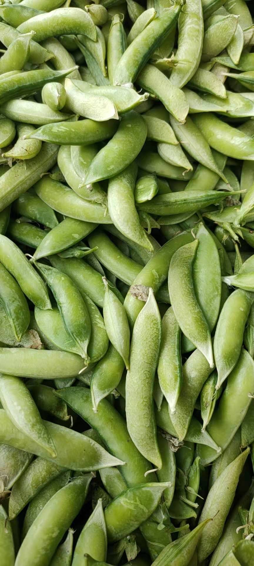 [干豌豆批发]本地大白豌豆好吃的很价格1.60元/斤 - 一亩田