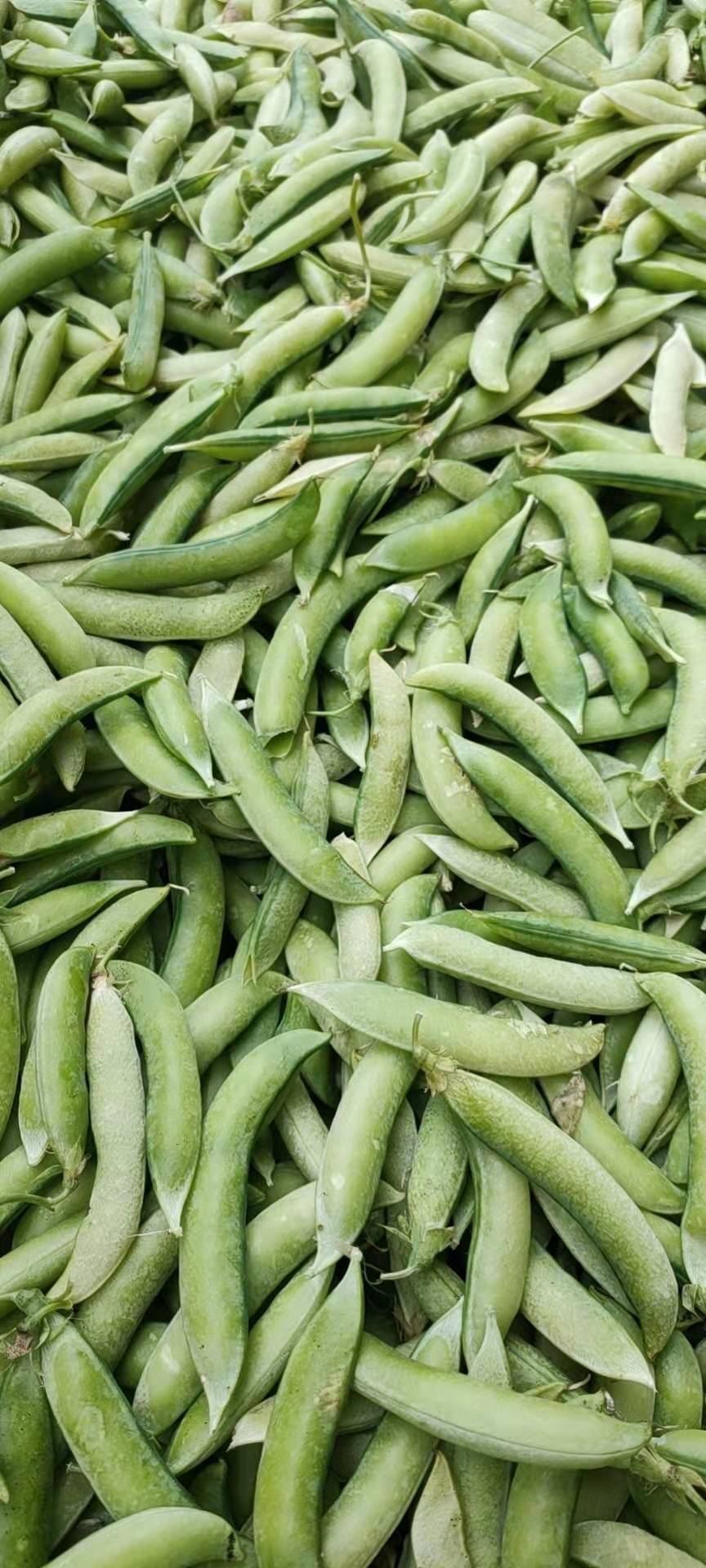 [干豌豆批发]本地大白豌豆好吃的很价格1.60元/斤 - 一亩田